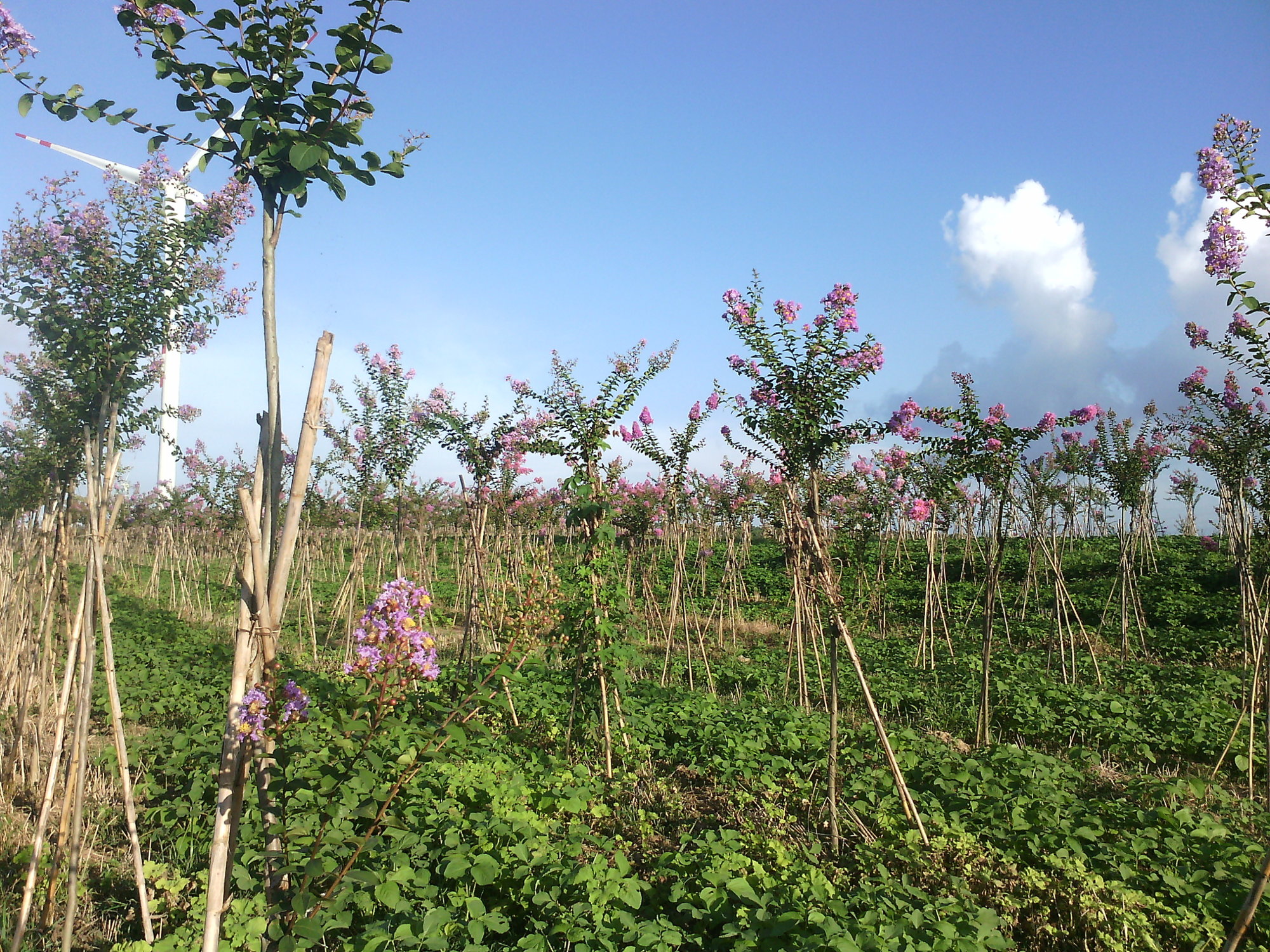 临海农场大力引进景观苗木,向朝构建园林式和花园式农场目标迈进.