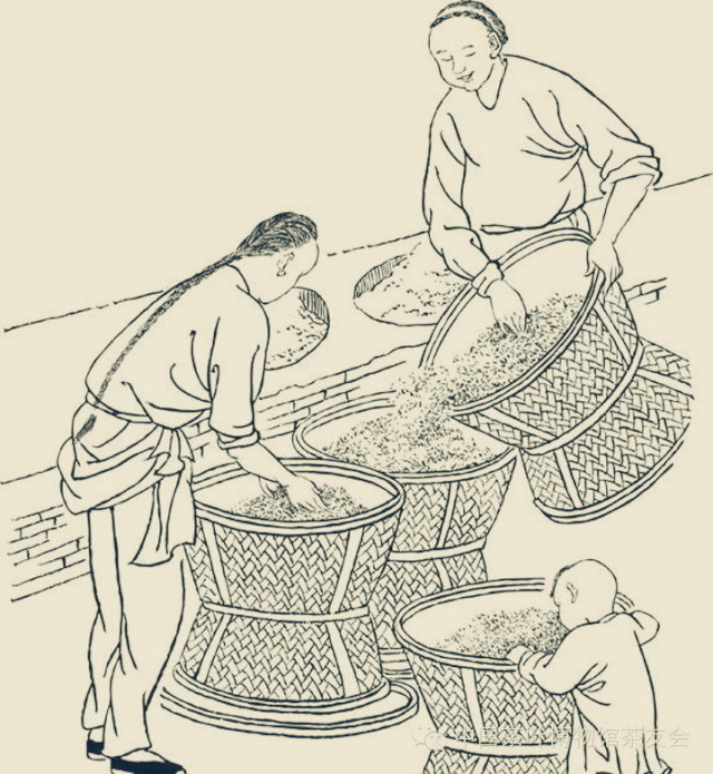 听得见的非遗武夷岩茶制作技艺