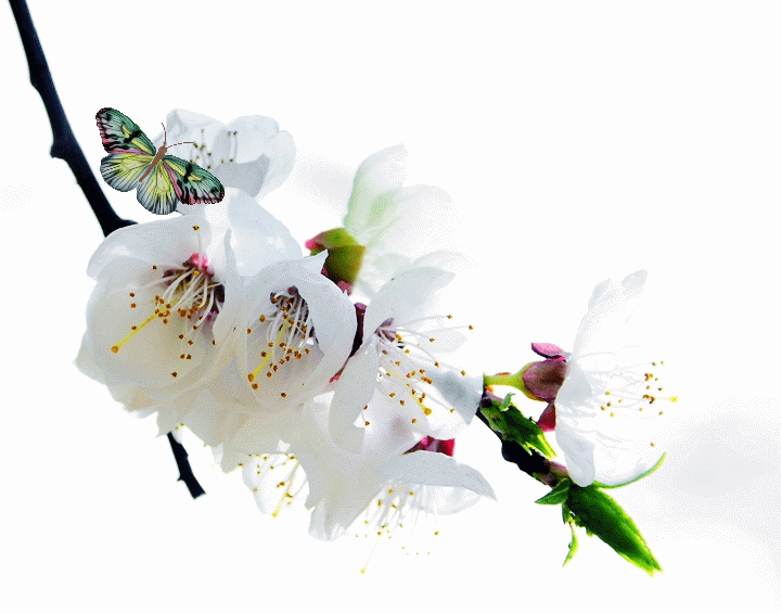 壁纸 花 桌面 720_566 gif 动态图 动图