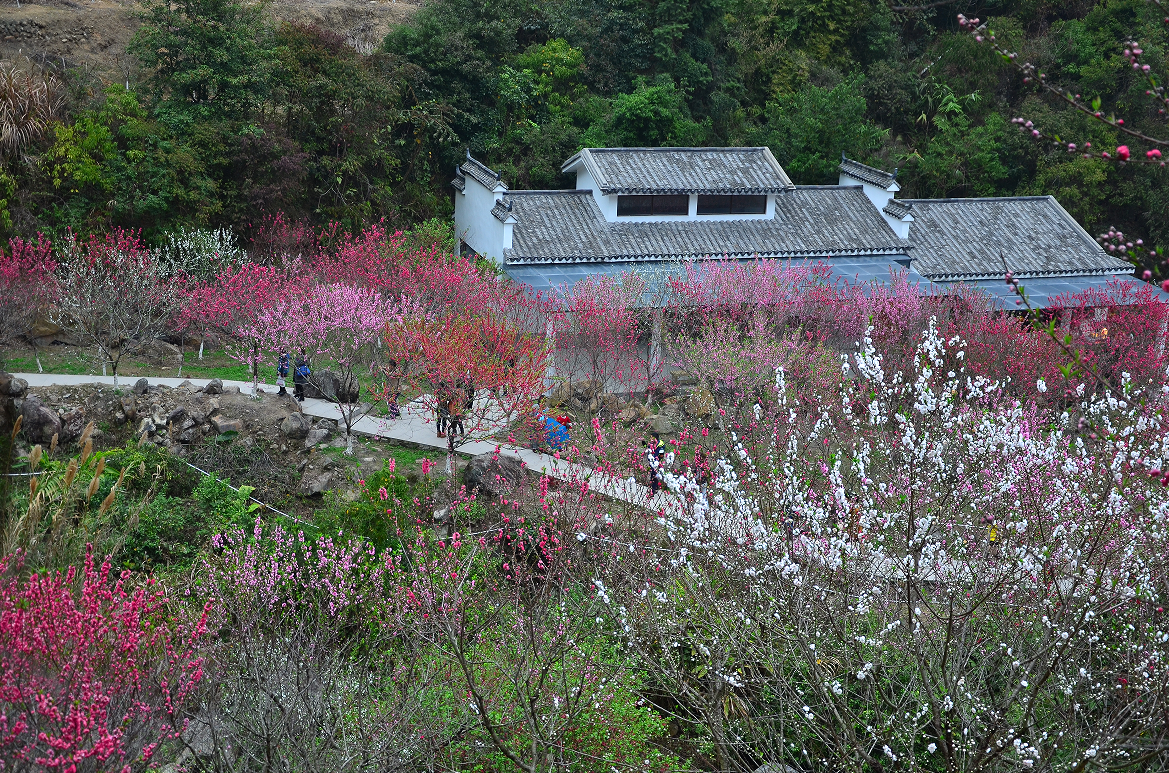 徐寒北溪桃花