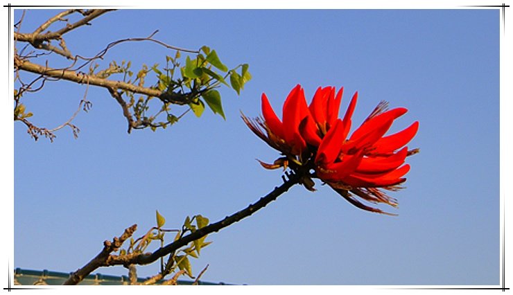 刺桐花