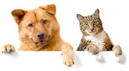 动物猴子狗狗狗433_240欧美mv有几个壁纸图片