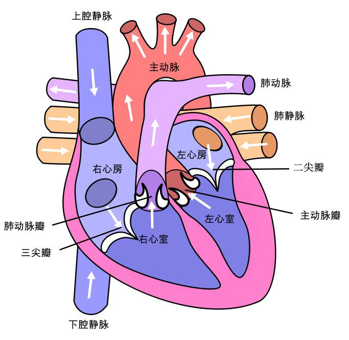 心腔:心有四个腔,后上部的为左心房,右心房,两者之间隔以房中隔.