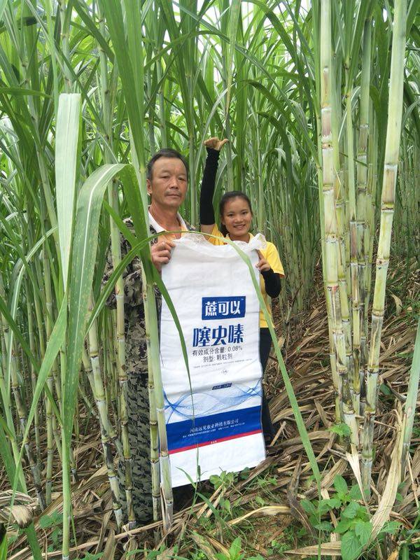 蔗可以甘蔗防虫药肥