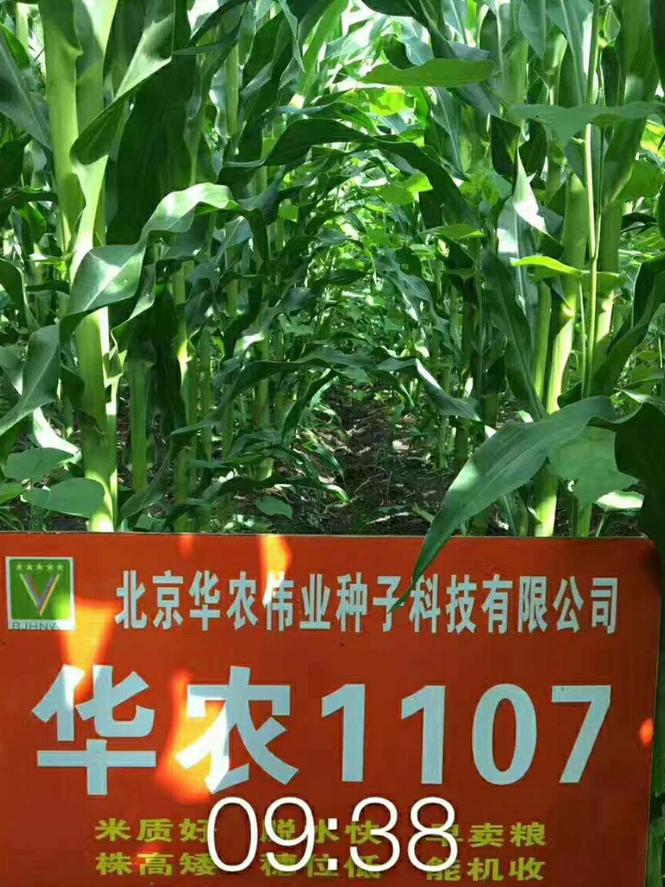 2017年国审大品种华农1107中国玉米新贵族引领农民走上致富之路