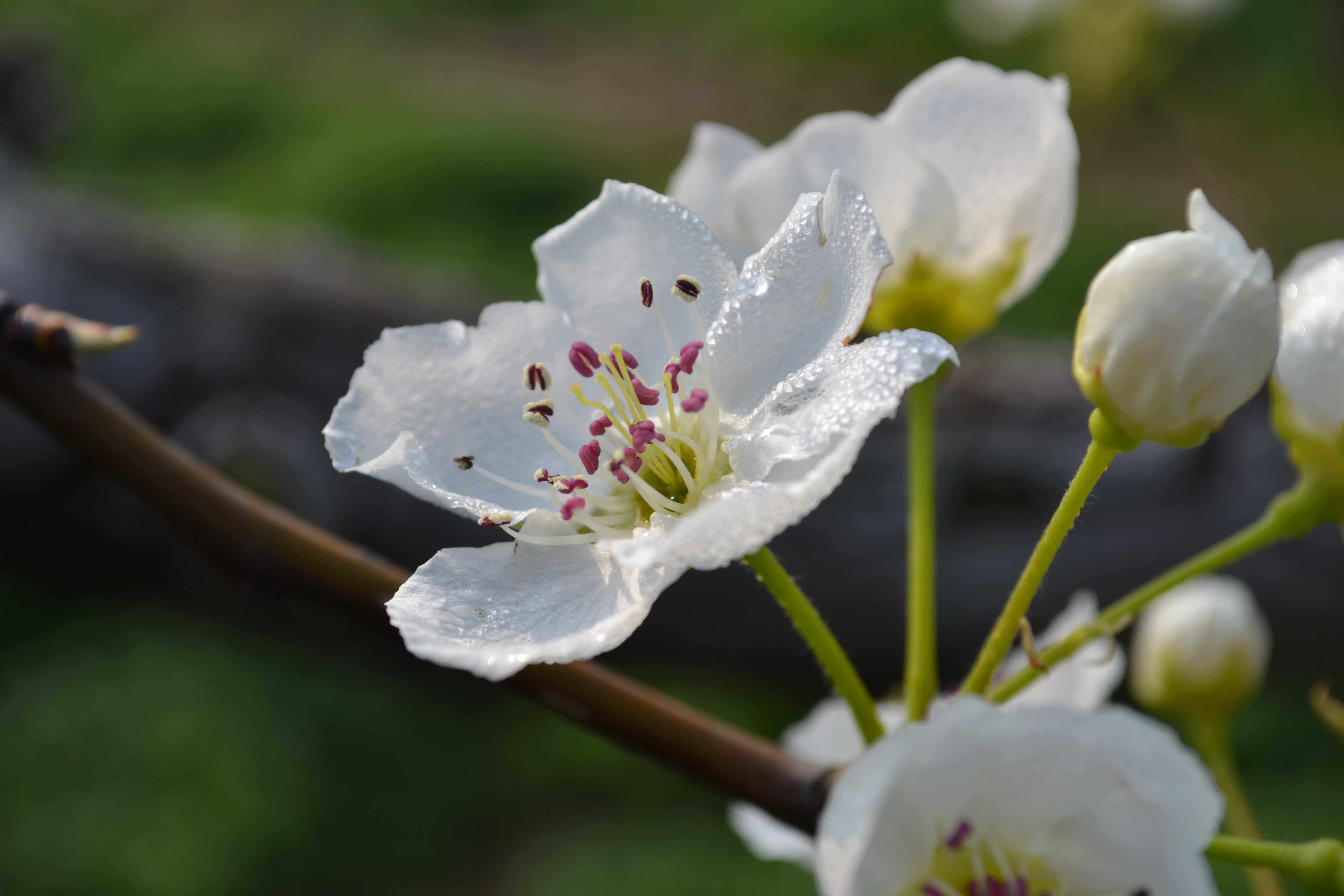 "花开盐湖"泓芝驿梨花节诚邀您前来赏花