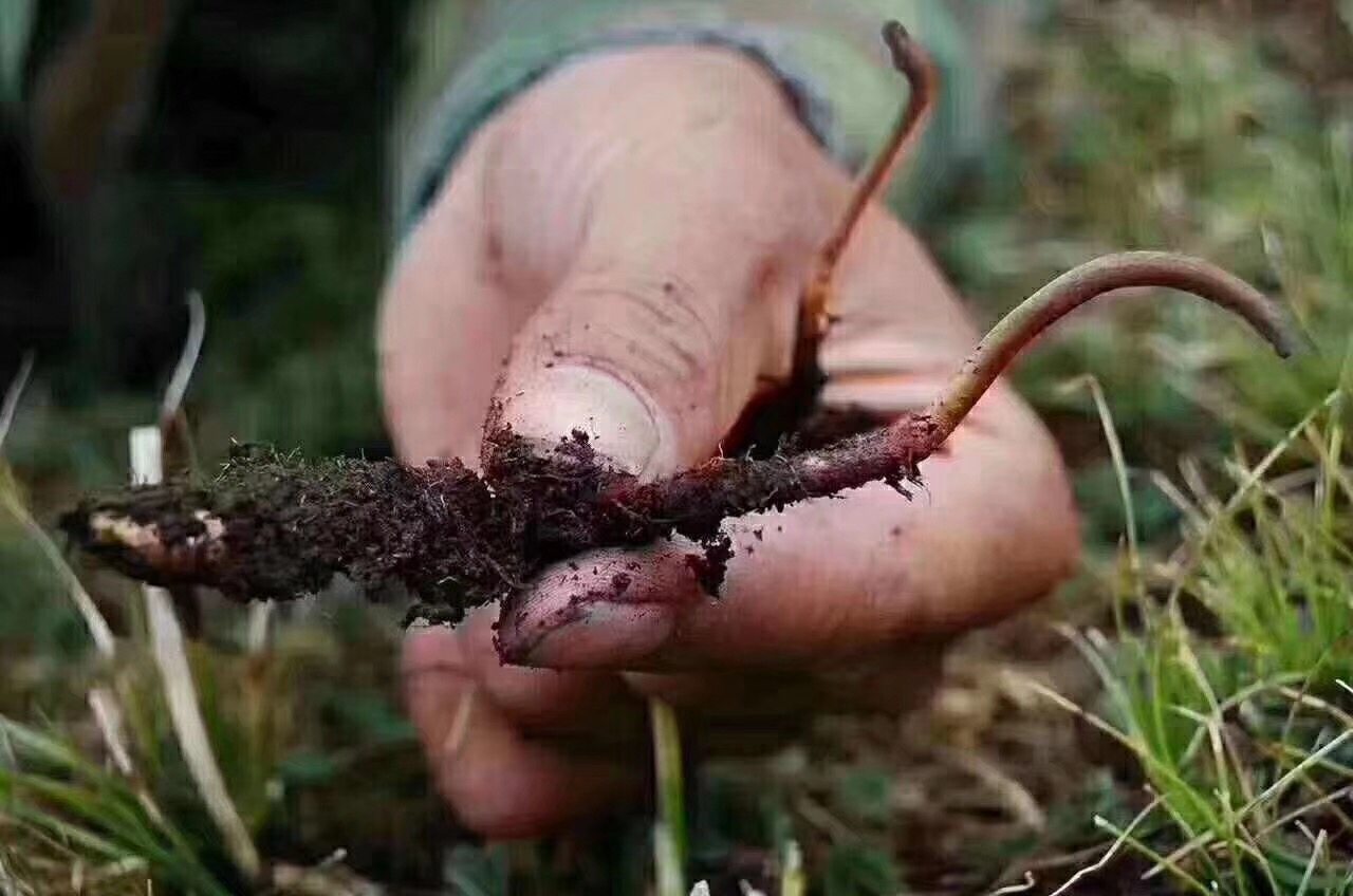 您好哇我是冬虫夏草