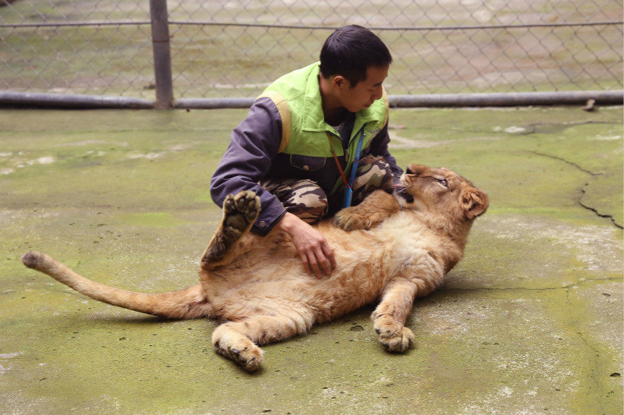 35岁 沈伟是重庆市乐和乐都旅游有限公司动物管理员.
