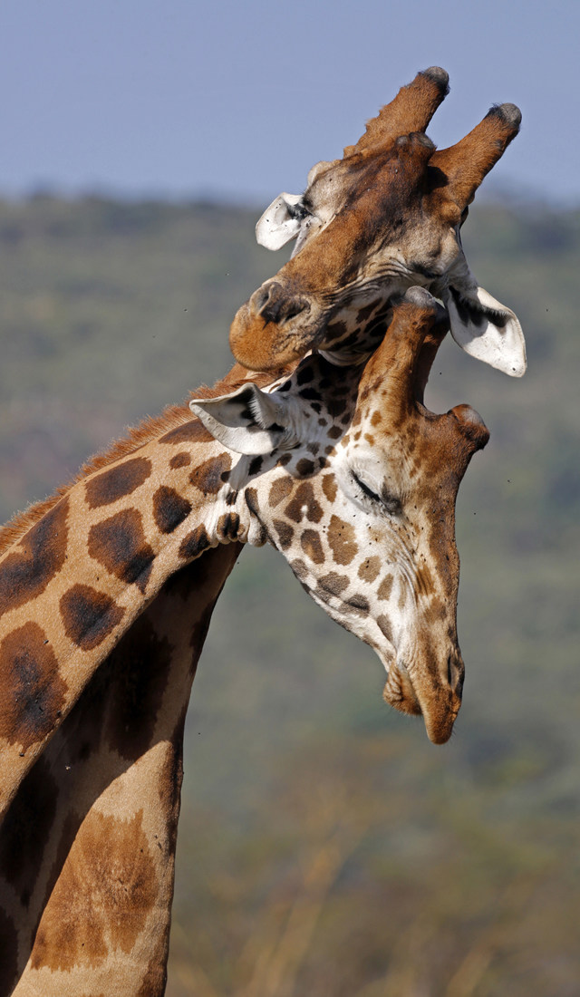 也许大家经常可以在动物园或电视节目中看到长颈鹿,但除了脖子长
