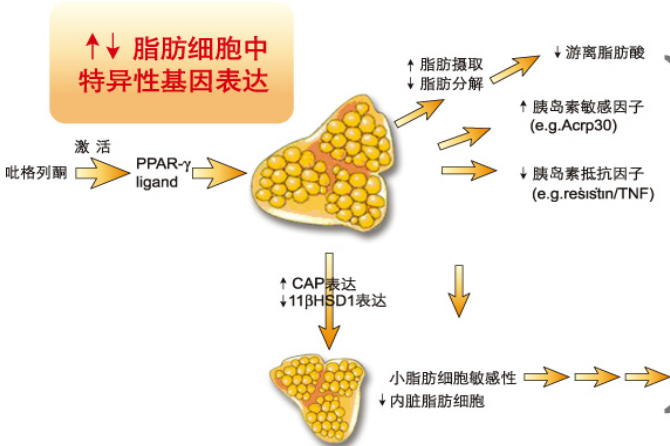 泰洛平盐酸吡格列酮胶囊