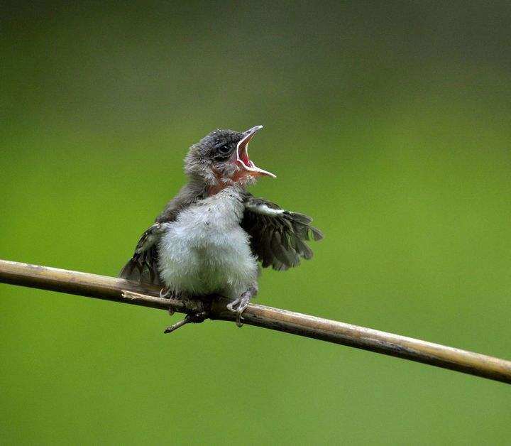 如果一只可爱的雏鸟在看到你之后迅速跳上枝头并进行了短距离"扑腾"