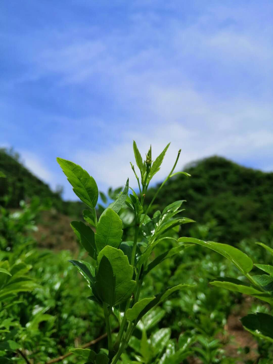 湘西永顺莓茶招商